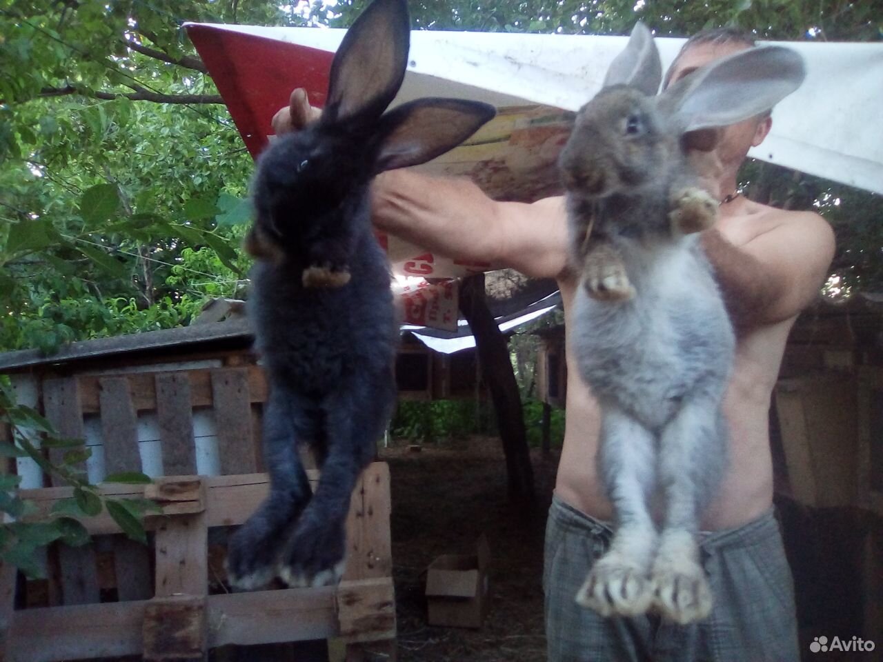Кролик Фландер.6 месяцев,крольчата 3 месяца купить на Зозу.ру - фотография № 6