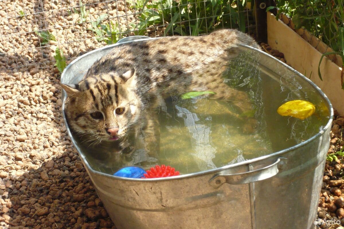Виверровая кошка. котята родились 2 июля купить на Зозу.ру - фотография № 1