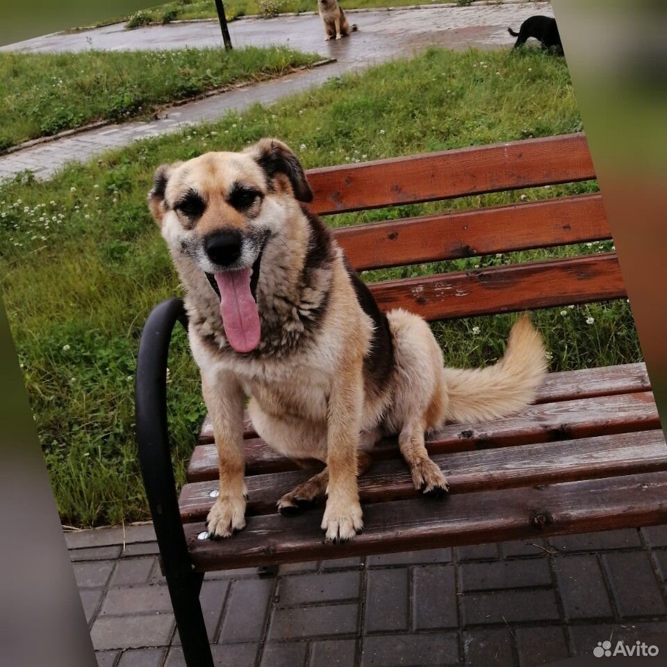 Собака-Анюта купить на Зозу.ру - фотография № 3
