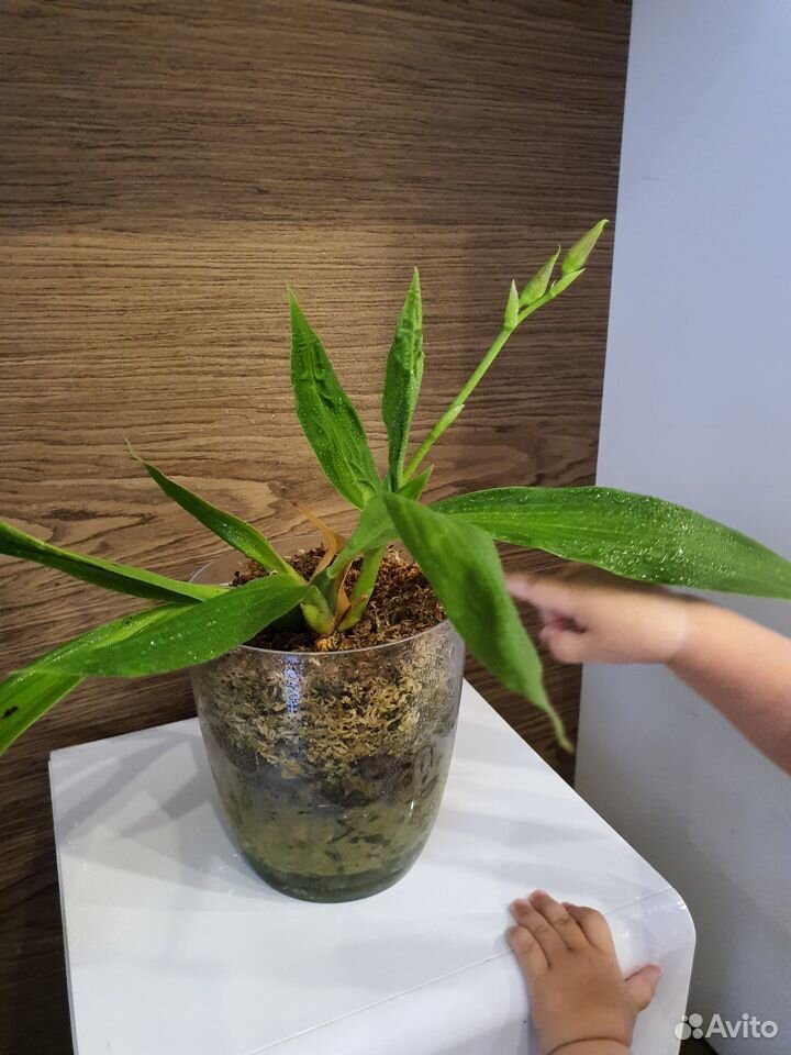 Орхидея зигопеталум купить на Зозу.ру - фотография № 2