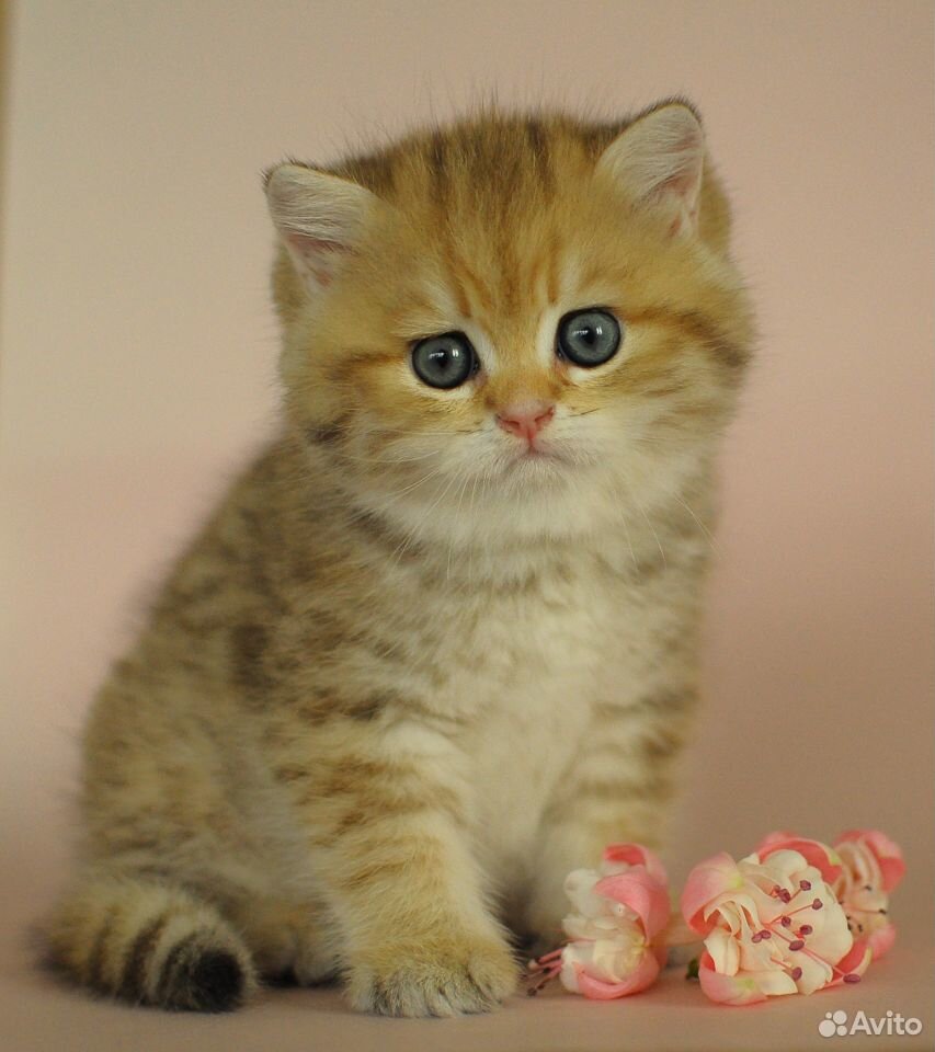 Британский котик золотистый пятнистый купить на Зозу.ру - фотография № 4