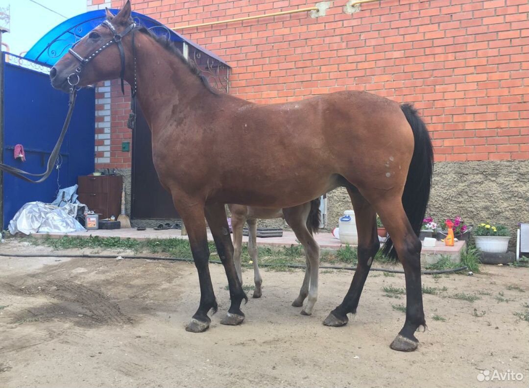 Лошадь и жеребёнок в совладение купить на Зозу.ру - фотография № 3