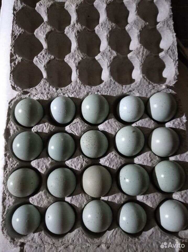 Яйцо инкубационное Селадона (целадона) купить на Зозу.ру - фотография № 1