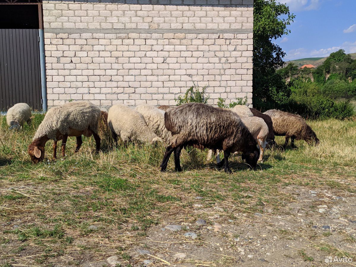 Овцы, Баран, Барашки купить на Зозу.ру - фотография № 3