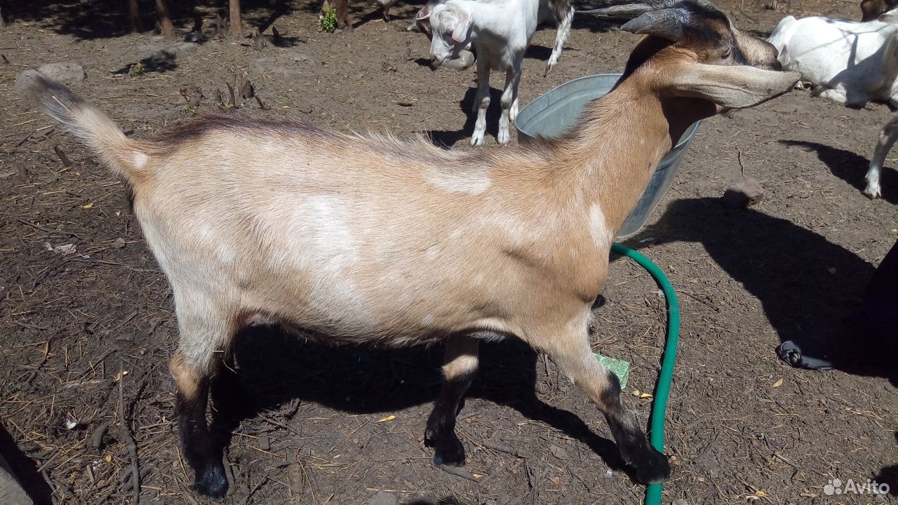 Молочные козы и козлята от молочных коз купить на Зозу.ру - фотография № 7