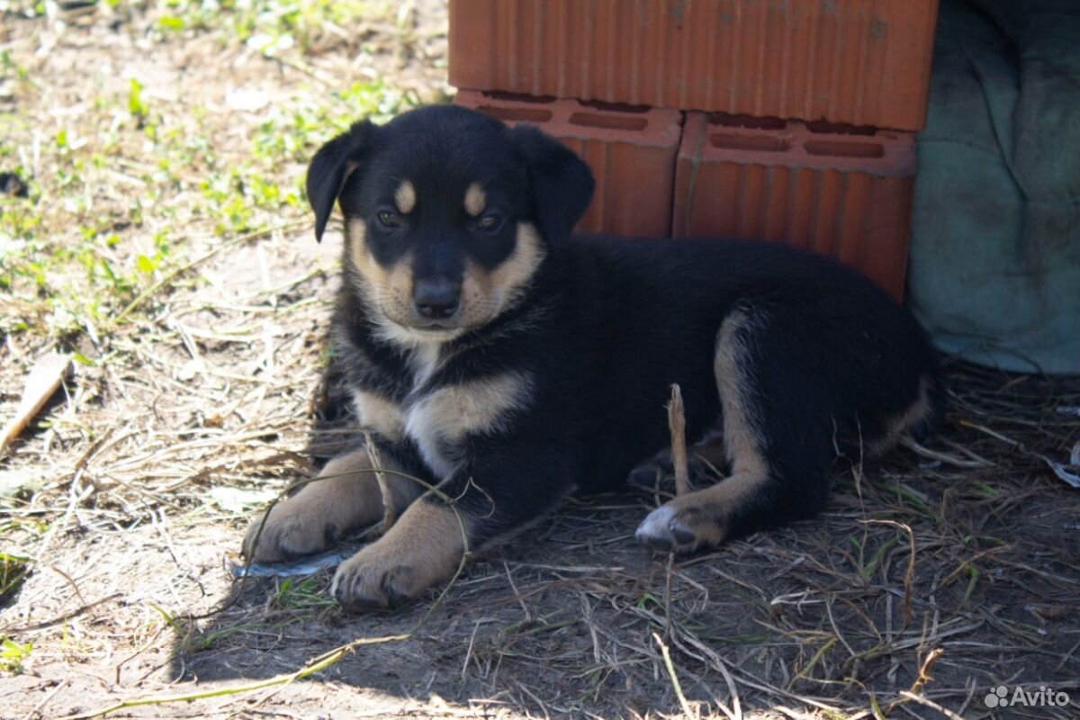 Помогите пожалуйста пристроить щенков купить на Зозу.ру - фотография № 2