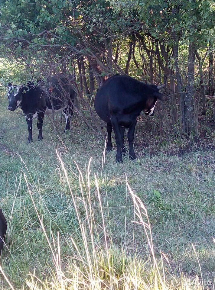 Коровы, телочки, телята купить на Зозу.ру - фотография № 7