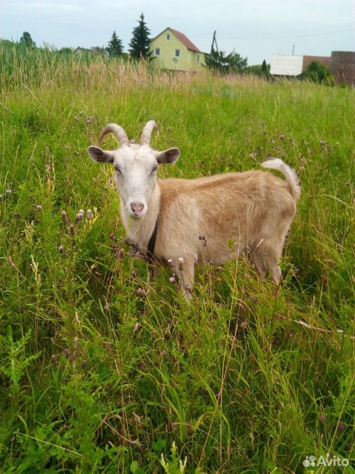 Стадо коз купить на Зозу.ру - фотография № 5
