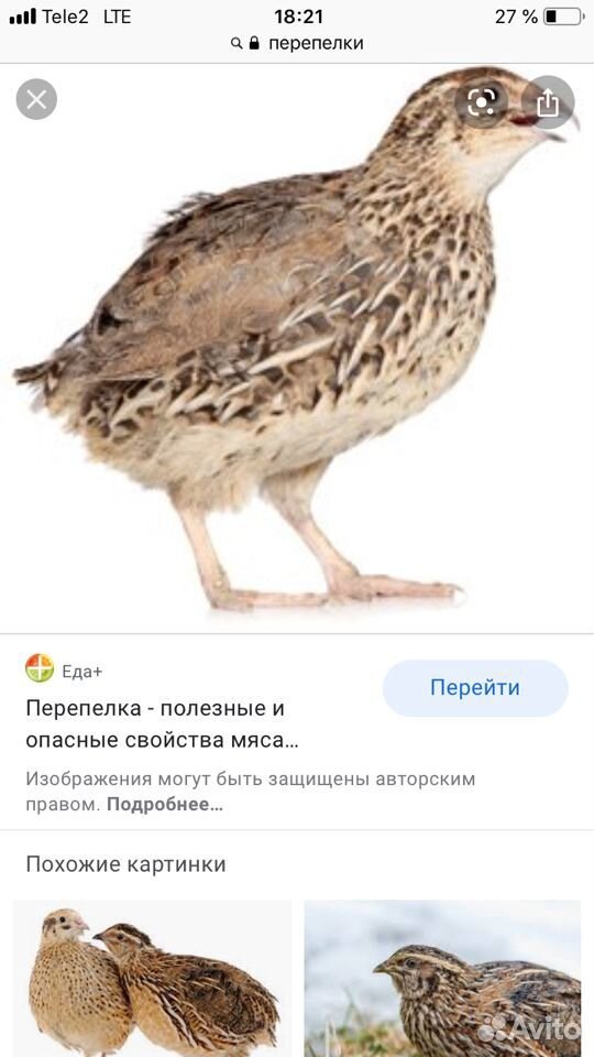 Перепелки