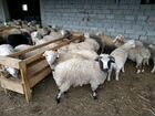 Бараны овцы объявление продам