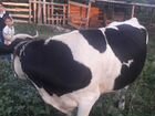 Две коровы и телка объявление продам