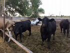 Коровы мясной породы объявление продам