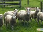 Овцы, бараны, козы объявление продам