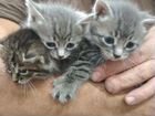 Милые котята в добрые руки объявление продам
