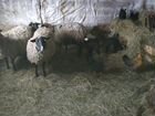 Бараны - овцы ягнята объявление продам