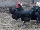 Цыплята Джерсийский гигант, петухи на племя объявление продам