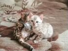 Чистокровные бенгальские котята объявление продам
