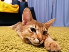 Абиссинский кот Вязка объявление продам