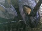 Кролики Полтавское серебро объявление продам