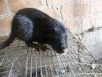 Можно ли есть нутрию. Можно ли есть нутрию. Нутрия съедобная. Нутрия крыса. Нутрия крыса.