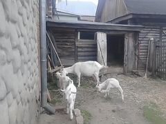 Коза с козлятами