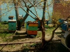 Пчелопакеты от Саныча