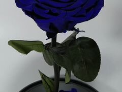 Роза в Колбе Синяя (доставка бесплатно)