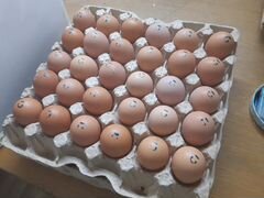 Предлагаем фермерские столовые яйца