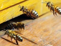 Пчелиные семьи