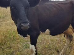 Корова, черно-пестрой породы