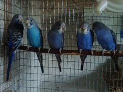 Волнисеые попугайчики