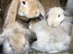 Кролики Французкий Баран