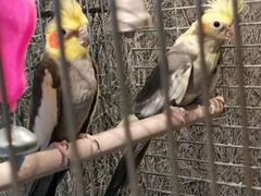 Попугаи - кореллы