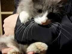 Милый пушистый котик в добрые руки