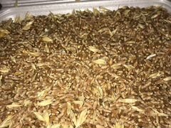 Озимая пшеница сорт Юка 3кл
