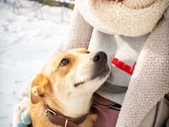Айва - собака для души ищет дом