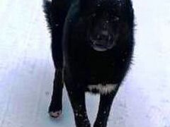 Найдена черная собака / Чеховский р-н