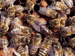 Пчелы, пчелопакеты, ульи