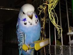 Волнистые попугаи Чехи Самки