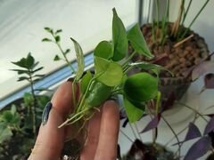 Акваруное растение анубис