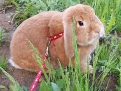 Карликовый вислоухий кролик с полным комплектом