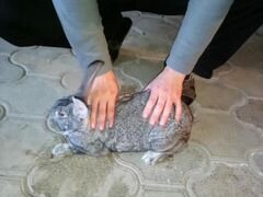 Серебристый кролик (советское серебро)