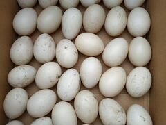 Инкубационное яйцо коричневой индоутки 15. Оптом 1