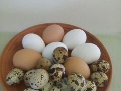 Яйца перепелиные и куриные инкубационные