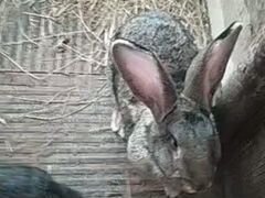 Кролик ризен фландер самец 3года
