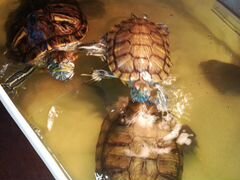 Черепахи 3 шт с аквариумом