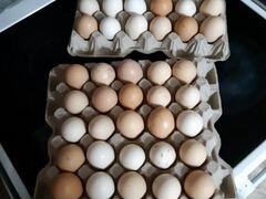 Продам яйцо куриное для инкубации