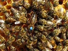 Пчелопакеты из Краснодара Карпатка