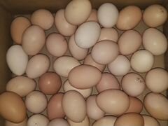 Яйца инкубационые куриные