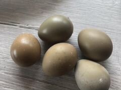 Яйца румынского фазана